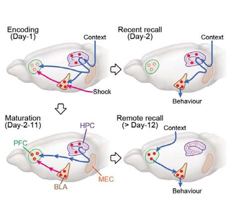 Neuroscientists identify brain circuit necessary for memory formation