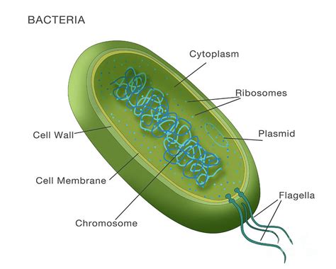 bacterial cell diagram and functions