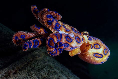 13 Great Facts About Blue-Ringed Octopus - Facts.net