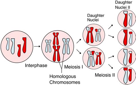 Meiosis Anaphase 1 | Science Trends