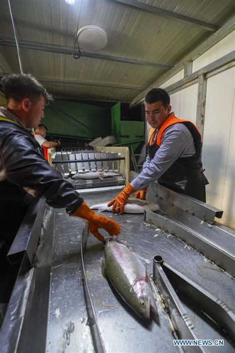 Company puts efforts into cold water fish breeding to help locals ...