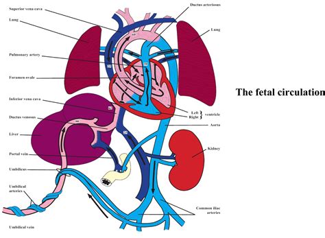 Fetal (Foetal) Circulation Diagram And Theory For Exams