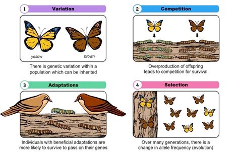 Evolution and Natural Selection Module 2 Diagram | Quizlet