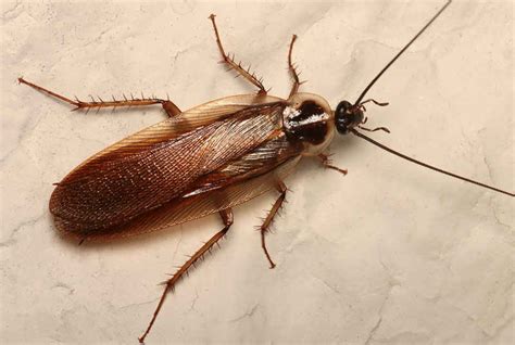 How to Get Rid of Wood Roaches Naturally - All About Roaches