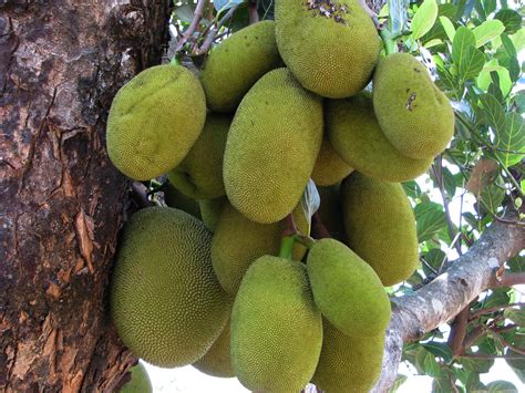 File:Jack fruit, the national fruit of Bangladesh.jpg - Wikimedia Commons