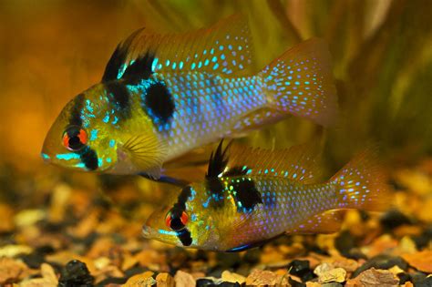 German Electric Blue Chili Ram Cichlid | Discus.com