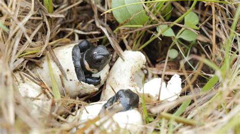 Hatching Hope in the Mountain Bogs | Defenders of Wildlife