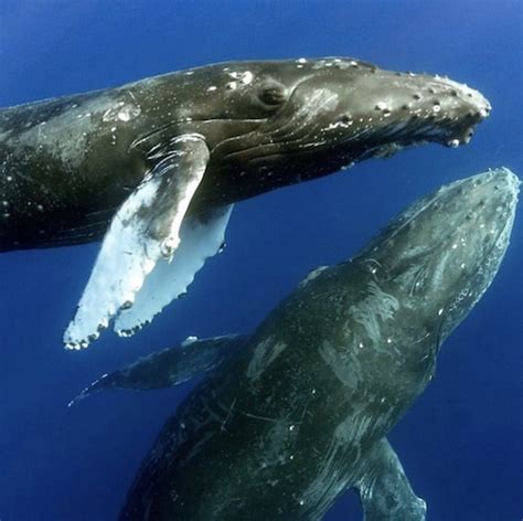 Whale watching season Maui - The best time to see whales in Hawaii