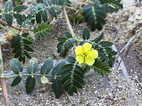 puncture vine (Plants of Lake Arrowhead State Park, TX) · iNaturalist