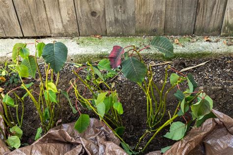 How to Prune a Poinsettia