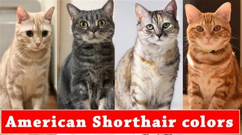 Types of American Shorthair colors | Different types of American ...