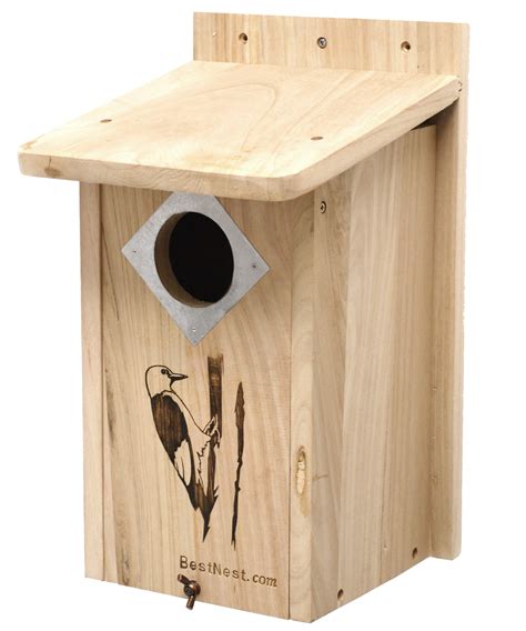 10 Best Woodpecker Bird Houses for Your Backyard - Hummingbirds Plus