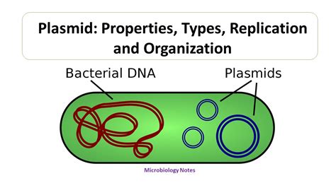 Plasmid: Properties, Types, Replication and Organization