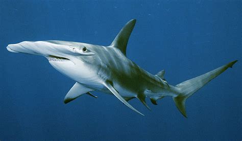 Hammerhead Shark | Animal Wildlife