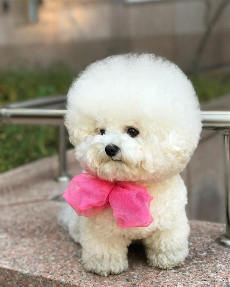 Bichon Frise | Bichon frise | Pinterest | Bichon frise, Dog and Bichons