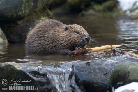 European Beaver Photos, European Beaver Images, Nature Wildlife ...