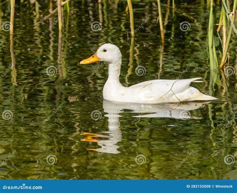 Female White Duck Swimming in the Water Stock Photo - Image of wildlife ...