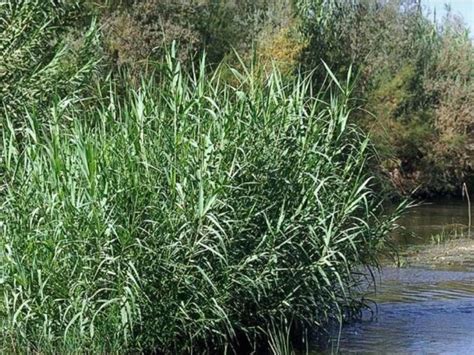 Arundo donax Profile – California Invasive Plant Council