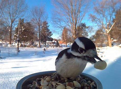 Photos of a Variety of Feeding Birds