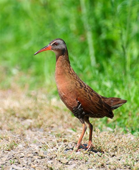 NW Bird Blog: Virginia Rail