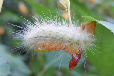 Virginia Tiger Moth Caterpillar - Hodges #8137 - Spilosoma virginica ...