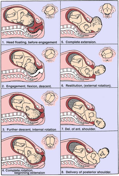 Childbirth (Labor Process)- Features, Stages, Mechanism