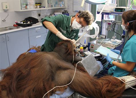 Clinical Zoo: Good health for a great ape – The Veterinarian Magazine