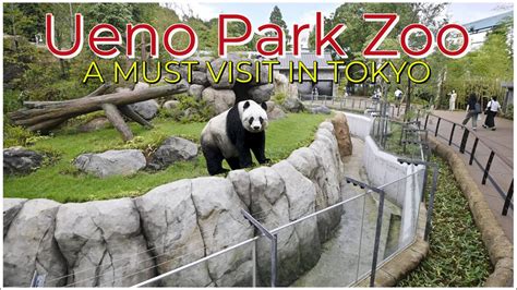 UENO PARK ZOO | A MUST visit in Tokyo - YouTube