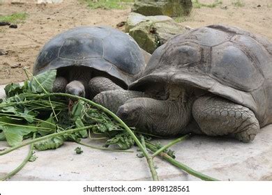 2,186 Turtle Eats Vegetables Images, Stock Photos & Vectors | Shutterstock