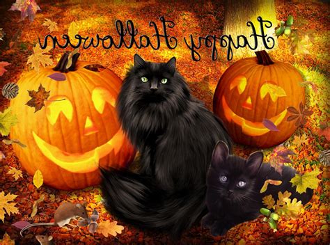 Halloween Cat Computer Wallpapers - Wallpaper Cave