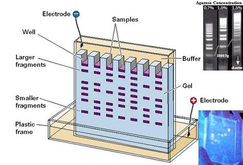 Biotechnology: Gel Electrophoresis