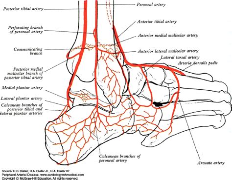 Posterior Tibial Artery Ct Anatomy | Porn Sex Picture