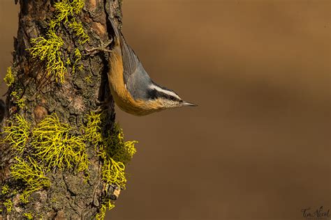 Red-breasted Nuthatch | Shutterbug