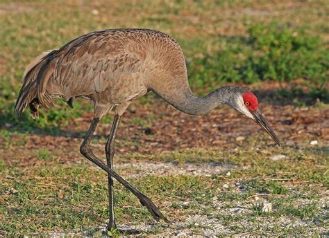 For first time in 100 years, Alabama will allow hunting of sandhill ...