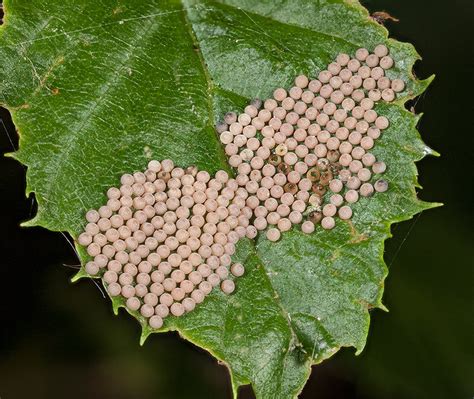 David Schenck Photography: Moth Eggs