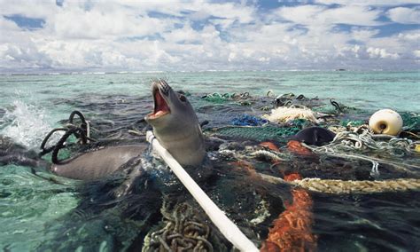 Our oceans are haunted by ghost nets: Why that's scary and what we can ...