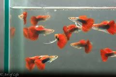 Caring For The Guppy, AKA The Rainbow Fish – Saltwater Fish Keeping