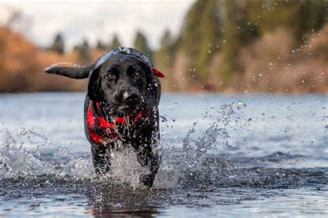 Where to get epic portraits of dogs playing in the water | Big White ...