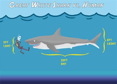 What Are the Biggest Great White Sharks Ever Recorded? | Owlcation