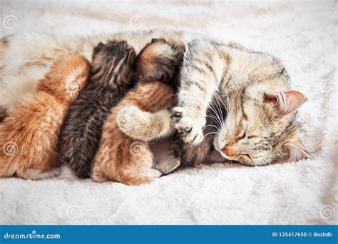 Mother Cat Nursing Baby Kittens Stock Photo - Image of kitten, ears ...