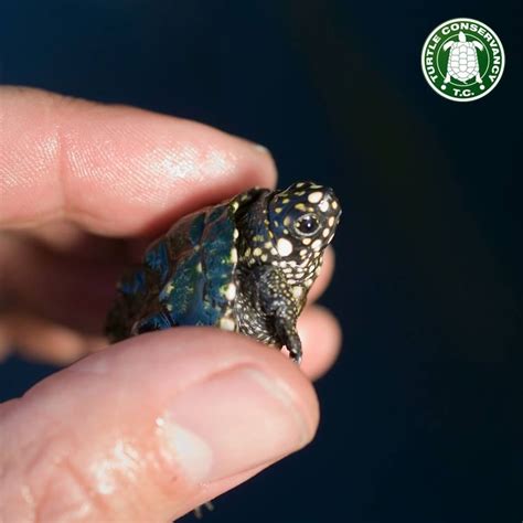 This baby Indian Spotted Pond Turtle (Geoclemys hamiltonii) is smaller ...