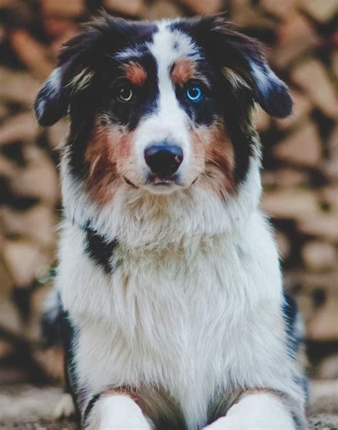 Husky Australian Shepherd Mix: The Aussie Siberian Guide – My Happy Husky