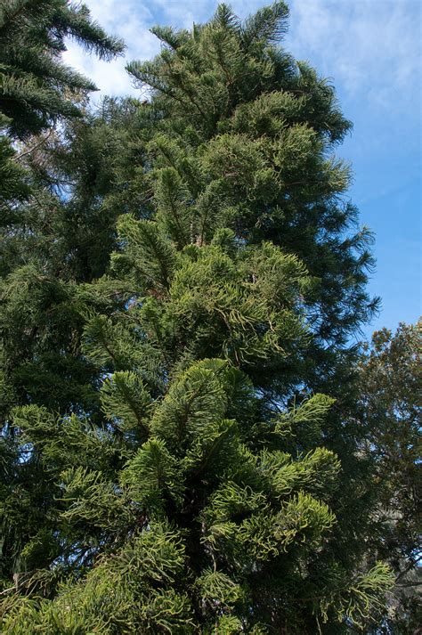 Araucaria columnaris (New Caledonian pine)