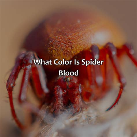 What Color Is Spider Blood - colorscombo.com