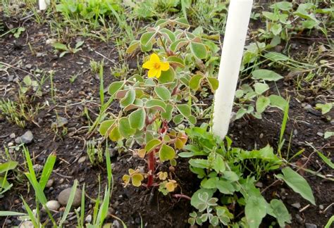 Oca: Flowering good fortune - Cultivariable