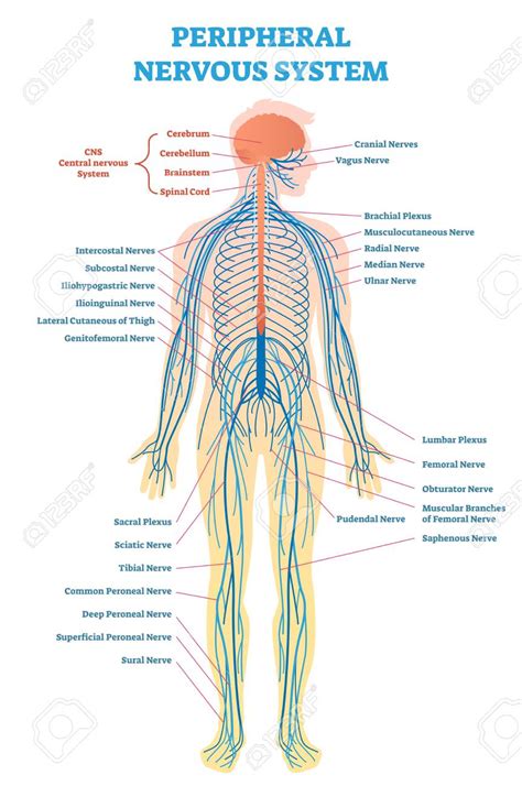 Peripheral nervous system, medical vector illustration diagram with ...