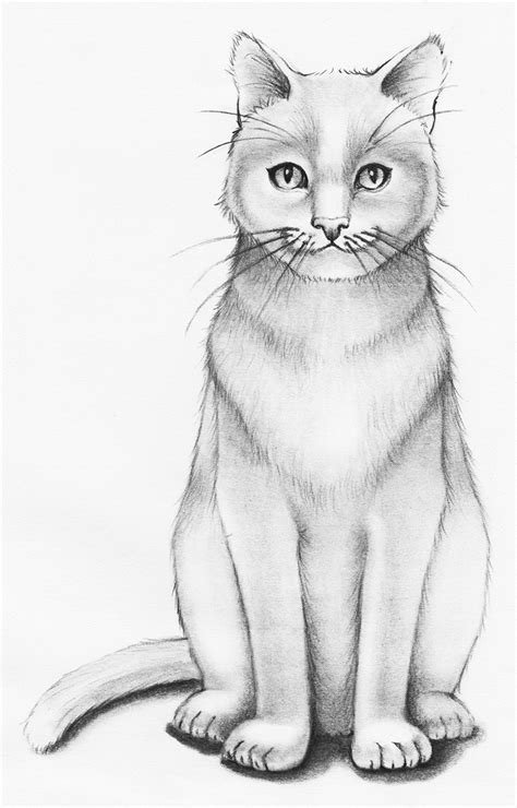 Realistic Kitten Drawings