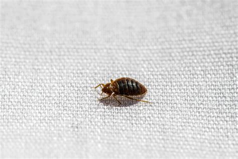 Small Bugs in Bathroom: Identification, Prevention, and Control