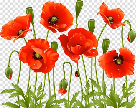 Poppy Flower Images Photos - Subarubaruk