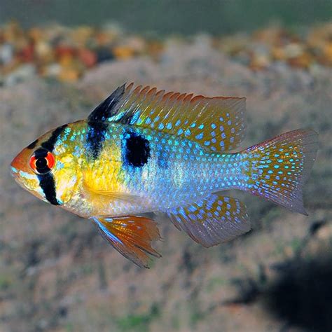 Amazing German Blue Ram Cichlid - Goodjoseph LIVE Fish Store